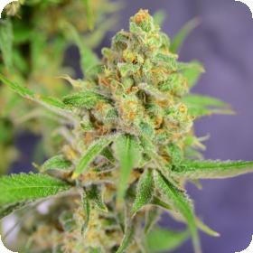 Orange Barb Feminised Seeds Orange Barb Feminised Seeds