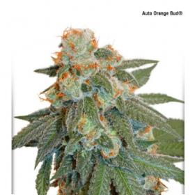 Orange Bud Auto Feminised Seeds Orange Bud Auto Feminised Seeds