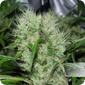Orange Bud Regular Seeds Orange Bud Regular Seeds