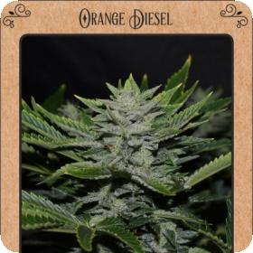 Orange Diesel Auto Feminised Seeds Orange Diesel Auto Feminised Seeds
