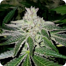 Orange HeadStash Limited Edition Feminised Seeds Orange HeadStash Limited Edition Feminised Seeds