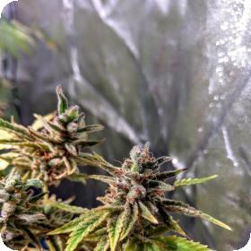 Orange Jelly Sunset Feminised Seeds Orange Jelly Sunset Feminised Seeds