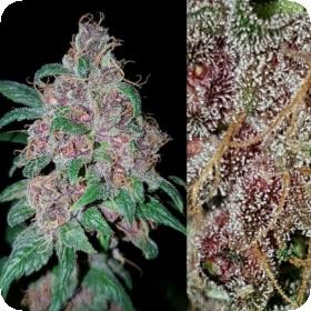 Orange Purple Berry Regular Seeds Orange Purple Berry Regular Seeds