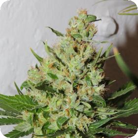 Orange Sorbet Feminised Seeds