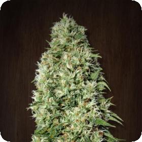 Orient Express Feminised Seeds Orient Express Feminised Seeds