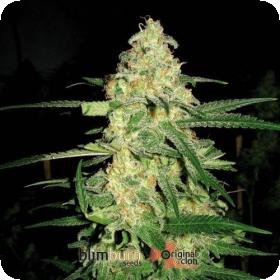 Original Clon Feminised Seeds Original Clon Feminised Seeds