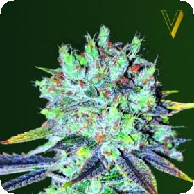 Original Berry Feminised Seeds
