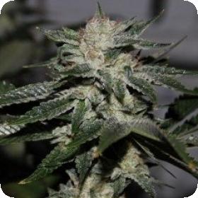 Original Bruce Banner Regular Seeds