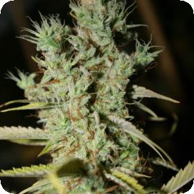 Original Diesel Haze Feminised Seeds