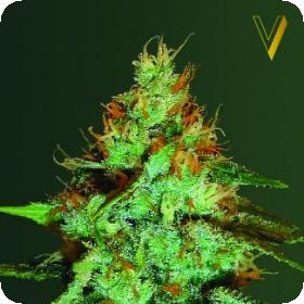 Original Limonade Skunk Feminised Seeds