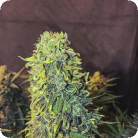 Original Skunk #1 FAST Feminised Seeds Original Skunk #1 FAST Feminised Seeds
