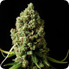 Original Skunk Feminised Cannabis Seeds Phoenix Cannabis Seeds 0