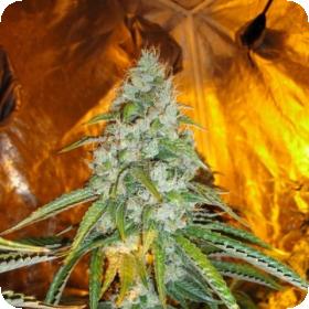 Original Sour Diesel Feminised Seeds Original Sour Diesel Feminised Seeds