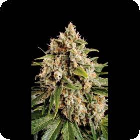 Orka Feminised Seeds Orka Feminised Seeds