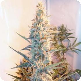 Outdoor Grapefruit Feminised Seeds