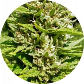 Outdoor Mix Classic Regular Seeds