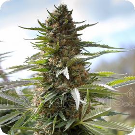 Over Dawg Feminised Seeds Over Dawg Feminised Seeds
