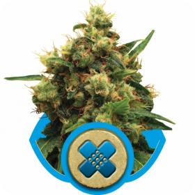 Painkiller XL Feminised Seeds Painkiller XL Feminised Seeds