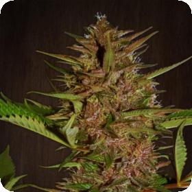 Pakistan Chitral Kush Regular Seeds Pakistan Chitral Kush Regular Seeds