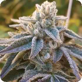 Pamelina Regular Seeds Pamelina Regular Seeds