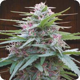 Panama Feminised Seeds Panama Feminised Seeds