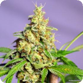 Panama Jack Regular Seeds Panama Jack Regular Seeds