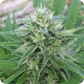 Panama x Bangi Haze Feminised Seeds Panama x Bangi Haze Feminised Seeds