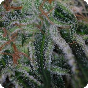 Pandora's Box Regular Seeds