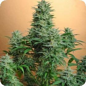 Papaya Feminised Seeds