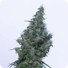 Papaya Feminised Seeds Papaya Feminised Seeds