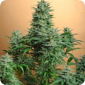Papaya Regular Seeds Papaya Regular Seeds
