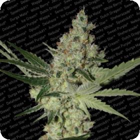 Acid Feminised Seeds Acid Feminised Seeds