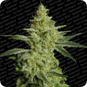 ALLKUSH formerly Sheherazade Feminised Seeds ALLKUSH formerly Sheherazade Feminised Seeds