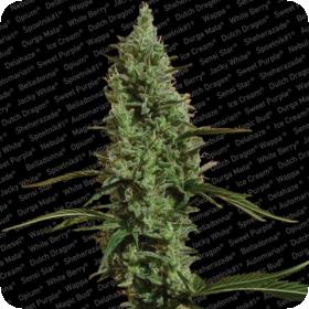 Atomical Haze Feminised Seeds Atomical Haze Feminised Seeds