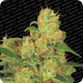 Acid Auto Feminised Seeds