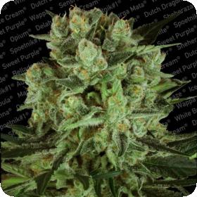Durga Mata I:I CBD Feminised Seeds Durga Mata I:I CBD Feminised Seeds