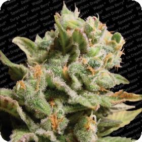 Dutch Dragon Feminised Seeds Dutch Dragon Feminised Seeds