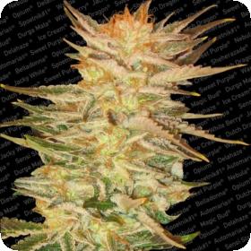 Ice Cream Feminised Seeds Ice Cream Feminised Seeds
