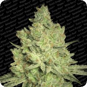 Jacky White Feminised Seeds Jacky White Feminised Seeds