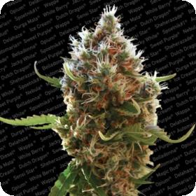 Lucid Bolt Feminised Seeds Lucid Bolt Feminised Seeds