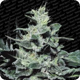 Nebula Feminised Seeds Nebula Feminised Seeds