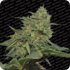 Original Cheese (IBL) Feminised Seeds Original Cheese (IBL) Feminised Seeds