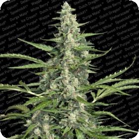 Pandora Autoflowering Feminised Seeds