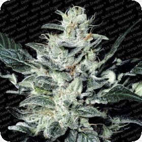 Paradise Sensi Star 0