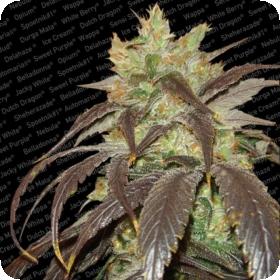 Spoetnik #1 Feminised Seeds Spoetnik #1 Feminised Seeds