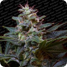 Sweet Purple Feminised Seeds Sweet Purple Feminised Seeds