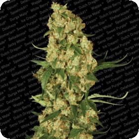 Wappa Feminised Seeds Wappa Feminised Seeds