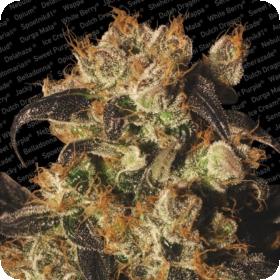 White Berry Feminised Seeds White Berry Feminised Seeds