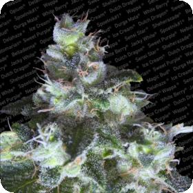 Original White Widow (IBL) Feminised Seeds Original White Widow (IBL) Feminised Seeds