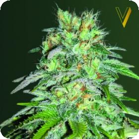Parmesan Feminised Seeds